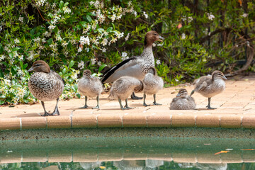 Photograph of a family of Australian Wood Ducks walking around in the sunshine on bricks near a swimming pool in the Blue Mountains in NSW, Australia.