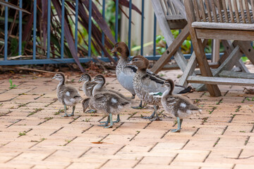 Photograph of a family of Australian Wood Ducks walking around in the sunshine on bricks near a swimming pool in the Blue Mountains in NSW, Australia.