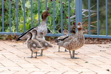 Photograph of a family of Australian Wood Ducks walking around in the sunshine on bricks near a swimming pool in the Blue Mountains in NSW, Australia.
