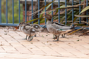 Photograph of a family of Australian Wood Ducks walking around in the sunshine on bricks near a swimming pool in the Blue Mountains in NSW, Australia.