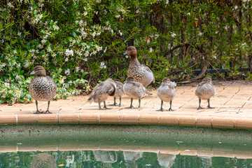 Photograph of a family of Australian Wood Ducks walking around in the sunshine on bricks near a swimming pool in the Blue Mountains in NSW, Australia.