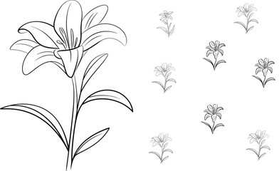 Simple black and white lily flower line drawing illustration with clean outlines, elegant botanical sketch perfect for coloring pages and floral design projects