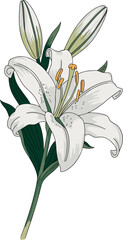 Elegant botanical illustration of blooming white lily flower with green leaves and buds, detailed floral artwork perfect for decorative design projects