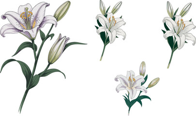 Elegant botanical illustration of blooming white lily flower with green leaves and buds, detailed floral artwork perfect for decorative design projects