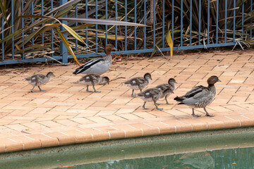 Photograph of a family of Australian Wood Ducks walking around in the sunshine on bricks near a swimming pool in the Blue Mountains in NSW, Australia.