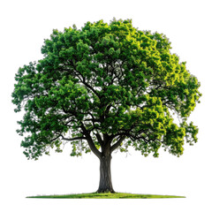 Obraz premium A vibrant green tree stands majestically with lush foliage and a sturdy trunk, set against a stark black background.