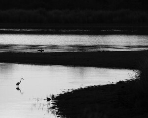 ducks on the lake with an Egret silhouette from Kaziranga National Park