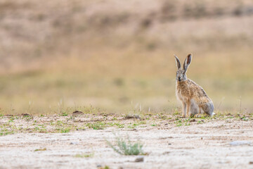 Woolly hare (Lepus oiostolus) | thick-furred species of hare | Ladakh