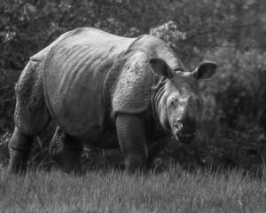 One-horned rhino (Rhinoceros unicornis) | The Indian rhinoceros | Oldest living mammal of India
