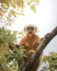 Gee's golden langur (Trachypithecus geei) | Rare Mammal | Endangered species | Female langur | Hidden rare langur of india

