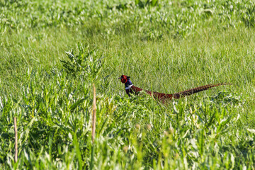 male common pheasant walks in the grass, looks, looks attentively, greenish head, bright red plumage, golden-bronze feathers, long tail, runs, timid, tall weeds, sun glare, pasture, countryside, green