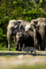 Cat and the wild Asian elephant herd | Manas National Park