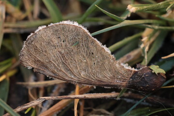 frozen wing fell from a maple tree