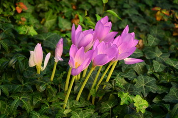 Colchicum flowers close=up in an autumn garden