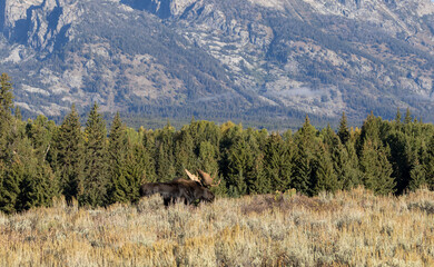 Bull Shiras Moose During the Rut  in Autumn in Grand Teton National Park Wyoming
