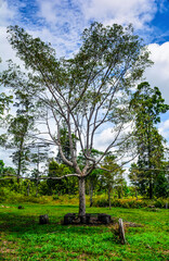 tall tree on a green field with vibrant foliage and a bright blue sky. Peaceful rural landscape ideal for themes of nature, environment, growth, and outdoor scenery.