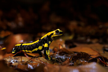 Salamandre