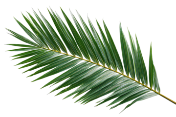 Close-up of a palm frond.  Sharp, pointed fronds.  Light green and muted grey/silver highlights