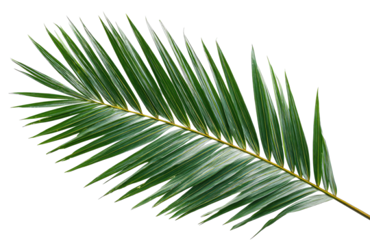 Close-up of a palm frond.  Sharp, pointed fronds.  Light green and muted grey/silver highlights