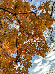 Colorful autumn leaves on tree branches illuminated by sunlight against a bright sky, capturing the warm tones and atmosphere of the fall season.