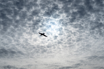 A pelican soaring through a cloudy sky on Kangaroo Island, Australia