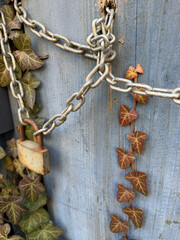 Old Chain and Rusty Lock with Ivy on Wooden Gate