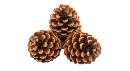 Three pine cones isolated on transparent background, showcasing their intricate scale patterns and natural brown hues, perfect for autumn and winter themed designs and crafts