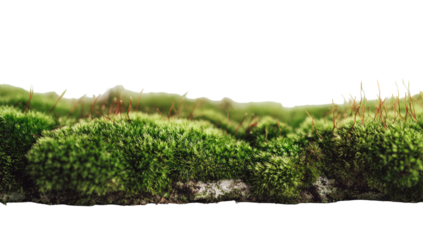 Close-up view of a thick carpet of vibrant green moss, appearing as a horizontal band.  The moss displays varied textures and shades of green.  Soft, undulating contours suggest a natural landscape