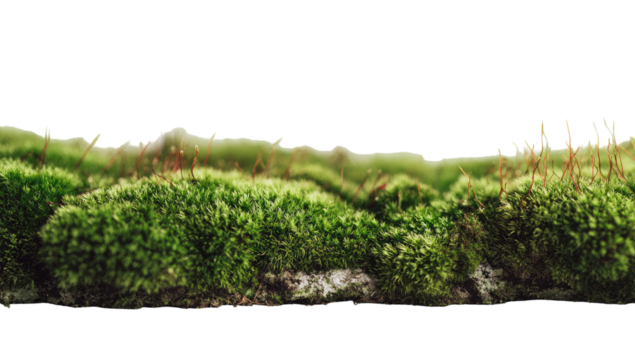 Close-up view of a thick carpet of vibrant green moss, appearing as a horizontal band.  The moss displays varied textures and shades of green.  Soft, undulating contours suggest a natural landscape