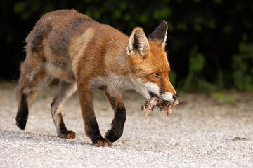 Fuchs mit Beute