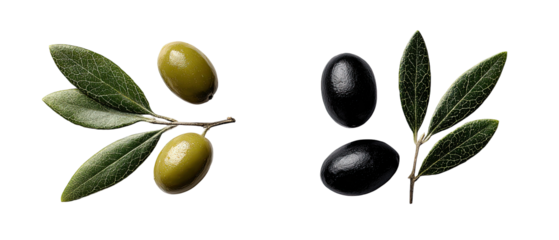 Two olive branches, one with green olives, one with black olives, set against a black background