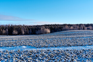 A field of frozen broccoli in Kolbu, Norway, November 2025.