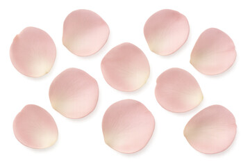 Pink rose petals falling, beautiful transparent background for wedding, romance, love, and floral design