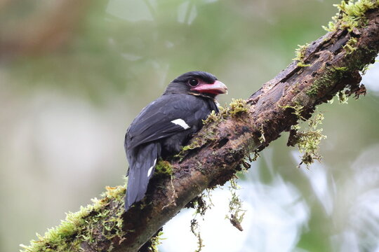 The dusky broadbill (Corydon sumatranus) is a species of bird in the family Eurylaimidae, the broadbills. It is native to Southeast Asia.