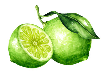 Fresh whole and half Lime fruit . Hand drawn watercolor illustration isolated on white background