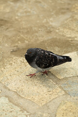 Sestri Levante beaiutiful place in Italy