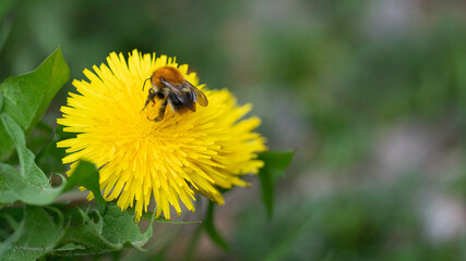 A bumblebee collecting nectar on a bright yellow dandelion with a smooth green background. Detailed spring macro scene with vivid colors and soft natural light.