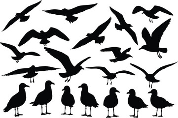 Seagull silhouettes set, sea birds flying with spread wings and standing on shore, ocean animal vector graphic illustration collection