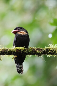 The dusky broadbill (Corydon sumatranus) is a species of bird in the family Eurylaimidae, the broadbills. It is native to Southeast Asia.