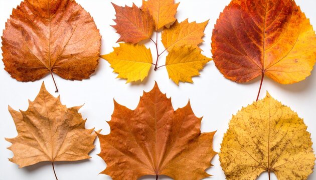 Hojas de arboles oto&ntilde;ales variadas, en composici&oacute;n ordenada sobre fondo blanco, mostrando colores c&aacute;lidos y texturas naturales. Imagen o recurso para decoraci&oacute;n estacional, dise&ntilde;o gr&aacute;fico o collage
