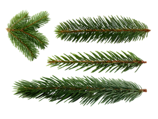 Fresh green fir branches isolated on transparent background for christmas decor