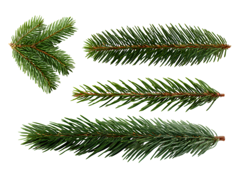 Fresh green fir branches isolated on transparent background for christmas decor