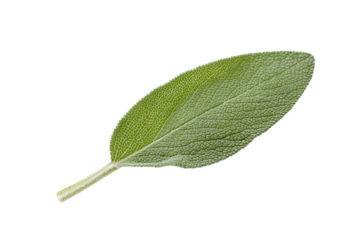 Single sage leaf isolated on transparent background, showcasing its vibrant green color