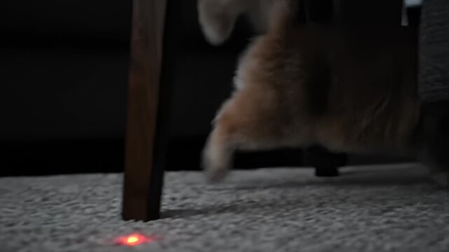 Scottish Fold Cat Plays With Laser Pointer on Carpet Indoors