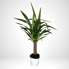 green plant in a pot