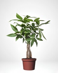 bonsai tree on white background