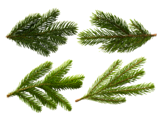 Four green fir tree branches isolated on transparent background for festive design