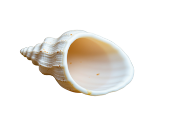 Delicate White Seashell with Natural Textured Surface
