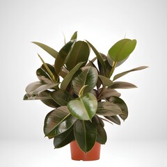 green plant isolated on white