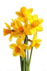 Fototapeta premium A cluster of bright yellow daffodils with orange centers and green stems against a white background